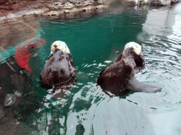 Sea otters at the Seattle Aquarium