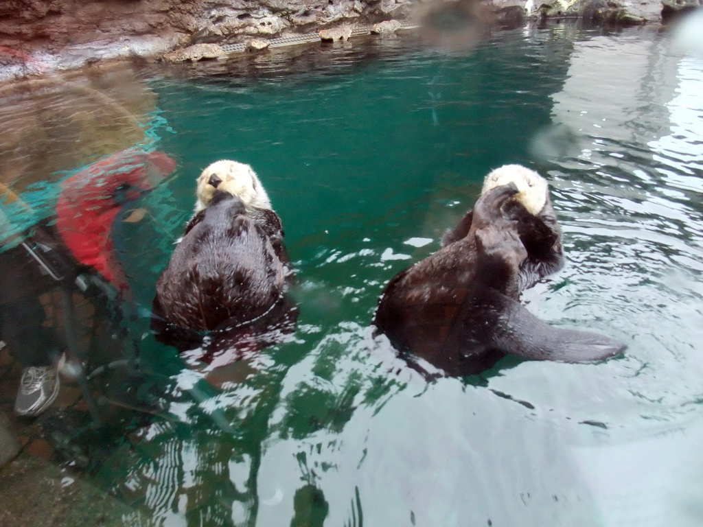 Sea otters at the Seattle Aquarium