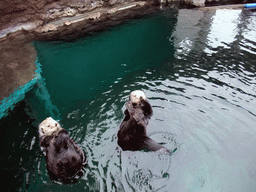 Sea otters at the Seattle Aquarium