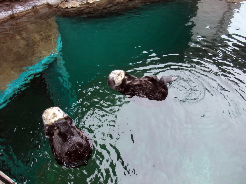 Sea otters at the Seattle Aquarium