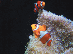 Clownfish at the Pacific Coral Reef at the Seattle Aquarium