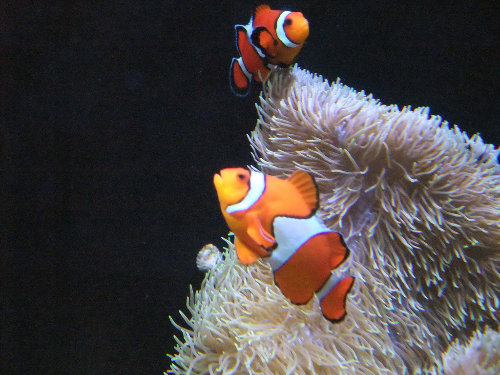 Clownfish at the Pacific Coral Reef at the Seattle Aquarium