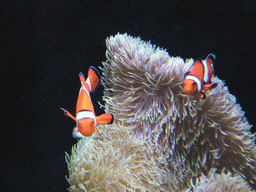 Clownfish at the Pacific Coral Reef at the Seattle Aquarium