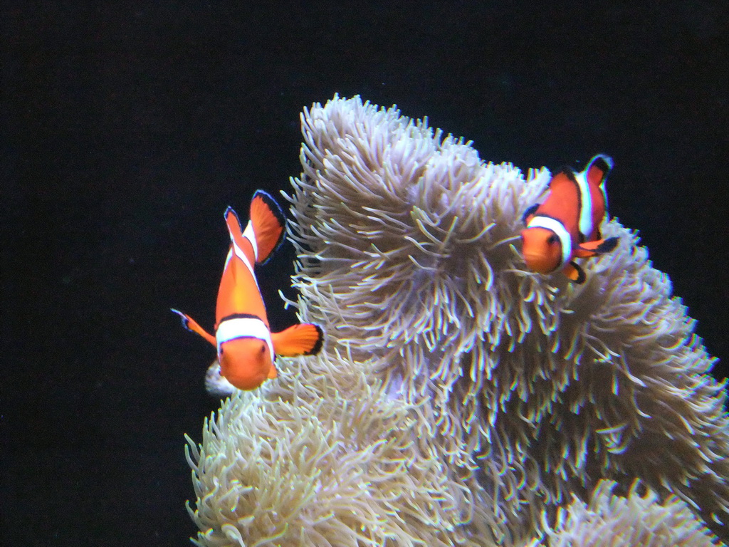 Clownfish at the Pacific Coral Reef at the Seattle Aquarium