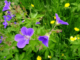 Blue flowers at the north side of the Seljalandsfoss waterfall