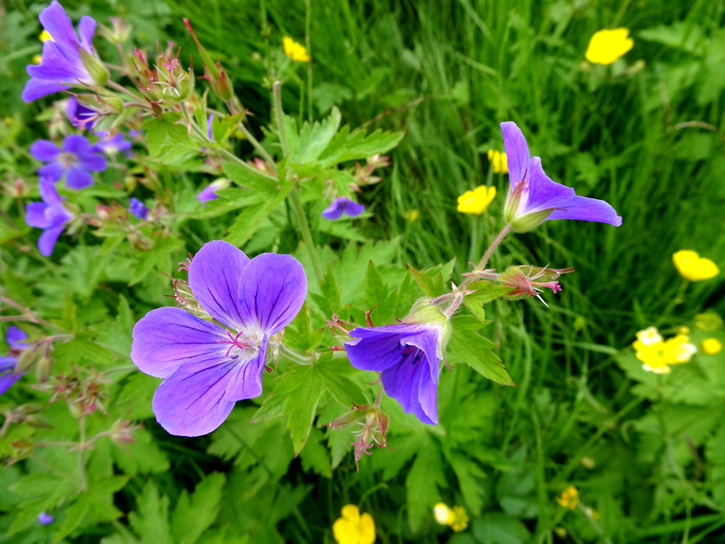 Blue flowers at the north side of the Seljalandsfoss waterfall