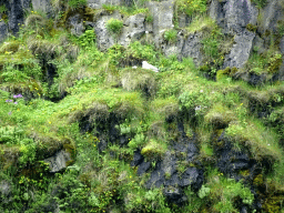 Rocks with bird at the north side of the Seljalandsfoss waterfall