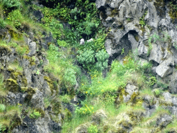 Rocks with bird at the north side of the Seljalandsfoss waterfall