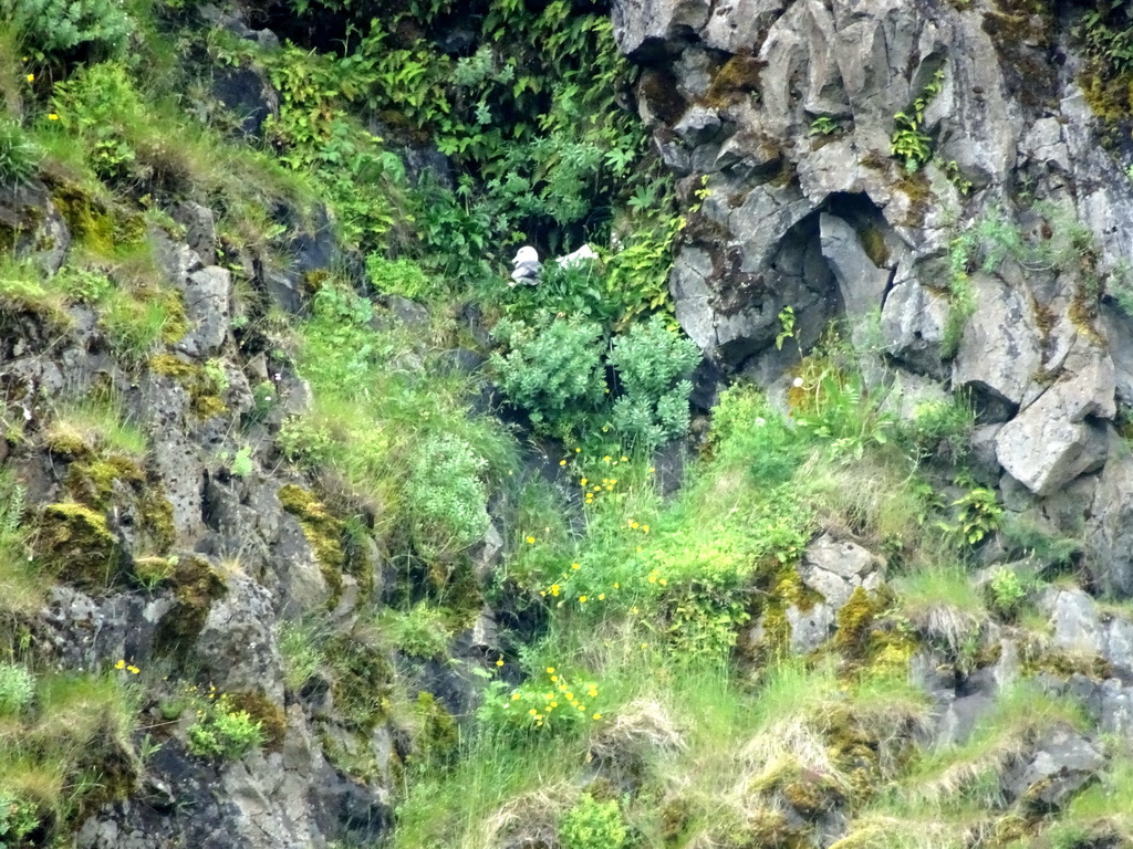 Rocks with bird at the north side of the Seljalandsfoss waterfall