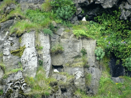 Rocks with birds at the north side of the Seljalandsfoss waterfall