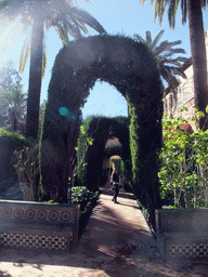 Miaomiao at the Jardín de la Danza at the Gardens of the Alcázar of Seville