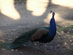 Peacock in the Gardens of the Alcázar of Seville