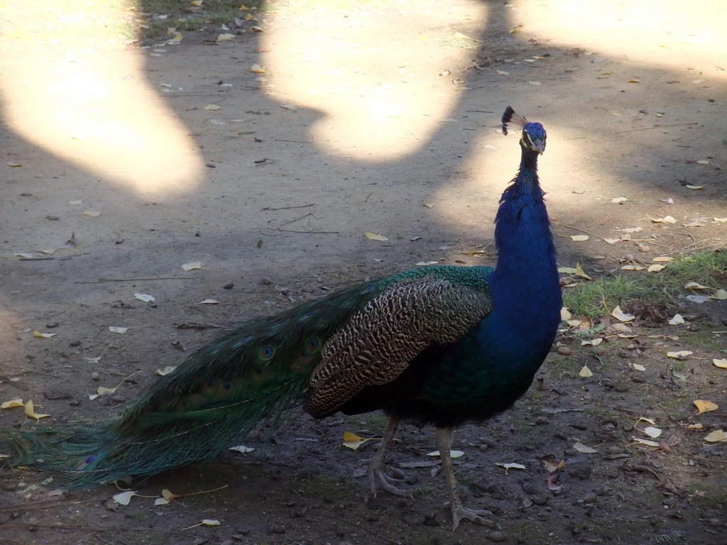 Peacock in the Gardens of the Alcázar of Seville