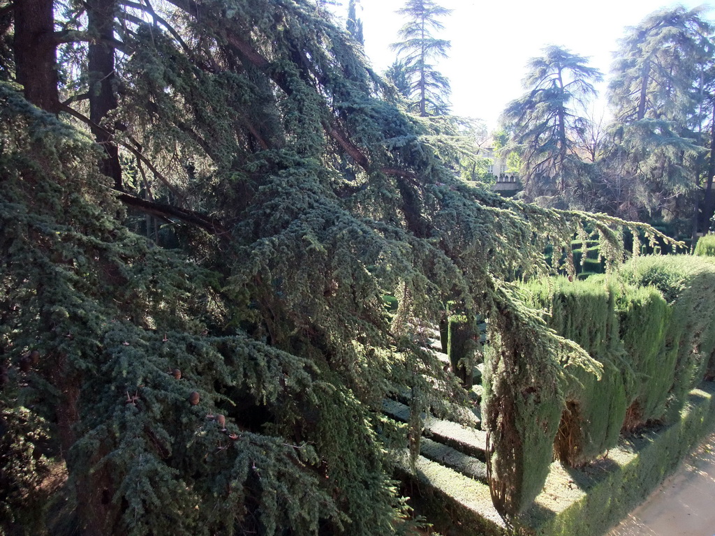 The Labyrinth at the Gardens of the Alcázar of Seville, viewed from the Galeria del Grutesco gallery