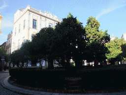 Orange trees at the Plaza de Santa Cruz square