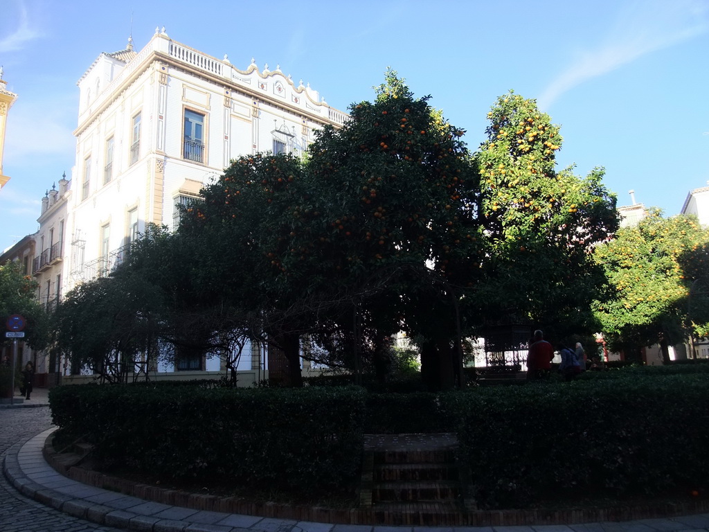 Orange trees at the Plaza de Santa Cruz square