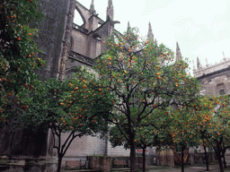 The east side of the Seville Cathedral and orange trees at the Patio de los Naranjos courtyard