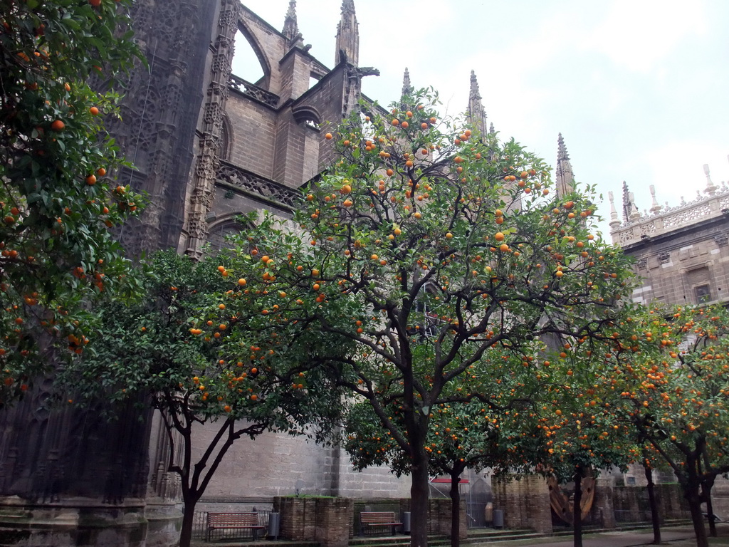 The east side of the Seville Cathedral and orange trees at the Patio de los Naranjos courtyard