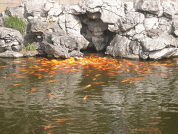 Goldfish in a pool in the Yuyuan Garden in the Old Town
