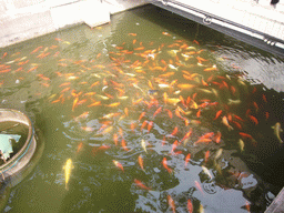 Goldfish in the pool at the Huxington Tea House in the Yuyuan Garden in the Old Town