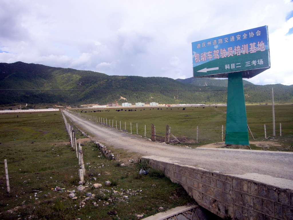 Grassland with cows near Shangri-La