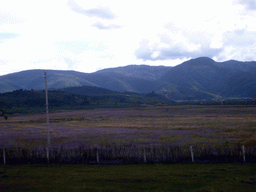 Grassland with purple flowers near Shangri-La