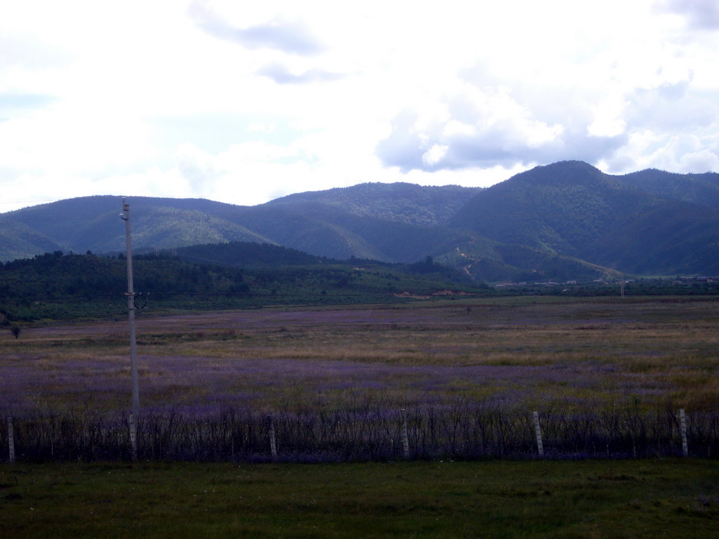 Grassland with purple flowers near Shangri-La