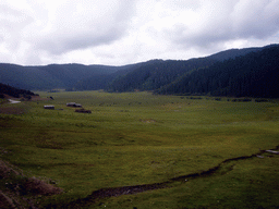 Grassland with yaks in Potatso National Park