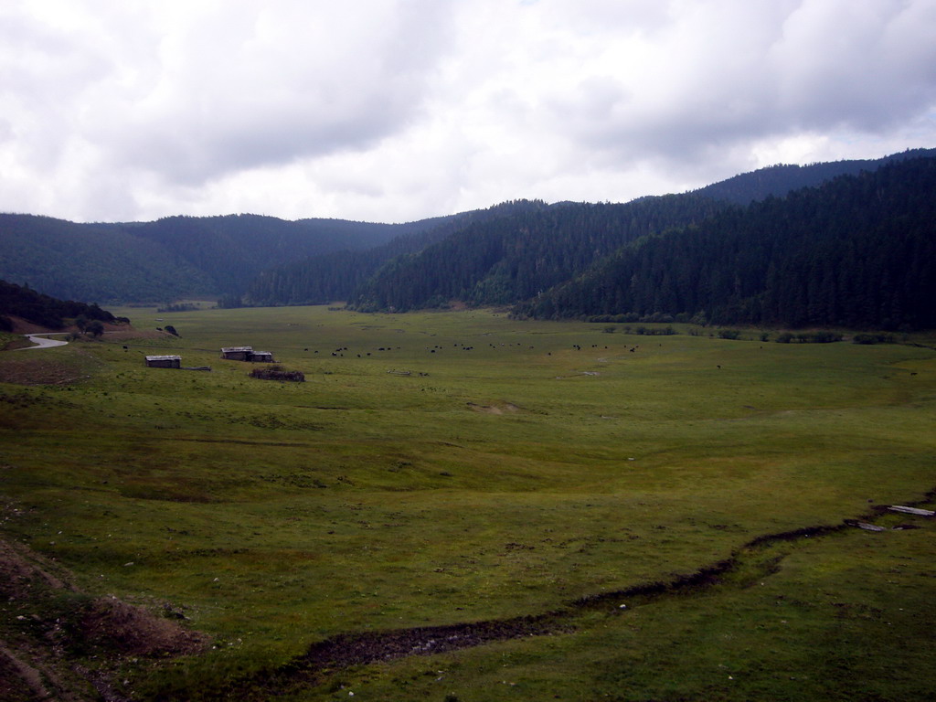 Grassland with yaks in Potatso National Park