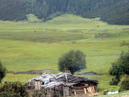 Grassland with yaks in Potatso National Park