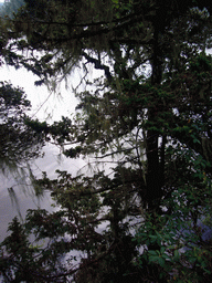 Trees with fungi at waterside of Bita Lake in Potatso National Park