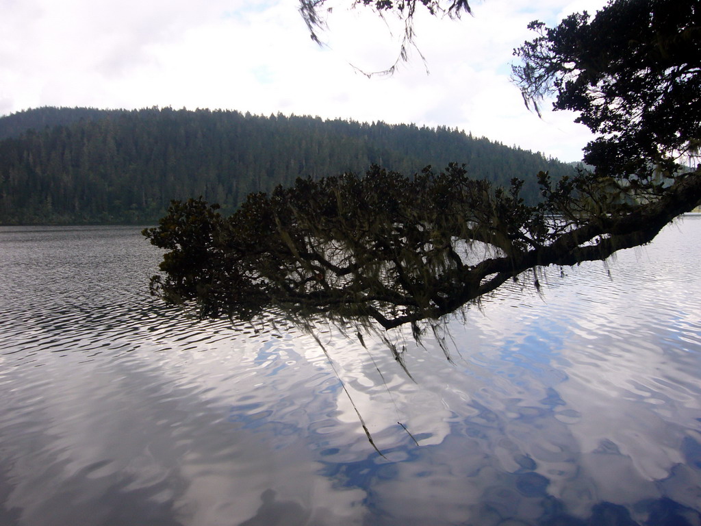 Trees with fungi at waterside of Bita Lake in Potatso National Park