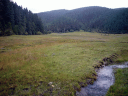Grassland with yaks and stream in Potatso National Park