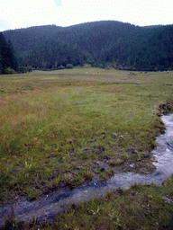 Grassland with yaks and stream in Potatso National Park