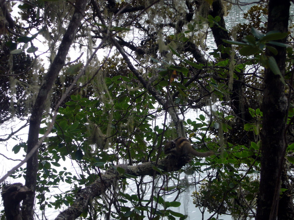 Trees with fungi at waterside of Bita Lake in Potatso National Park