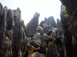 Karst formations in the Major Stone Forest of Shilin National Park