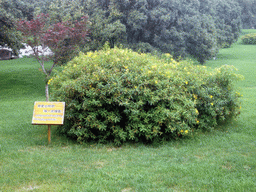 Plant with Chinglish sign in Shilin National Park