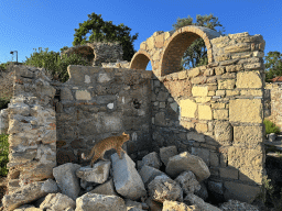 Cat at the walls at the crossing of the Gül Sokak alley and the Barbaros Caddesi street