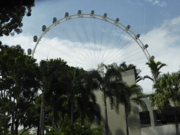 The Singapore Flyer ferris wheel, viewed from Raffles Boulevard