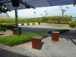 Sunflower Garden at Terminal 2 of Singapore Changi Airport