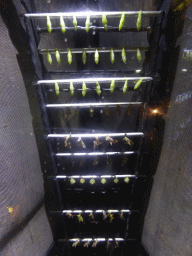 Cocoons at the Butterfly Garden at Terminal 3 of Singapore Changi Airport, by night