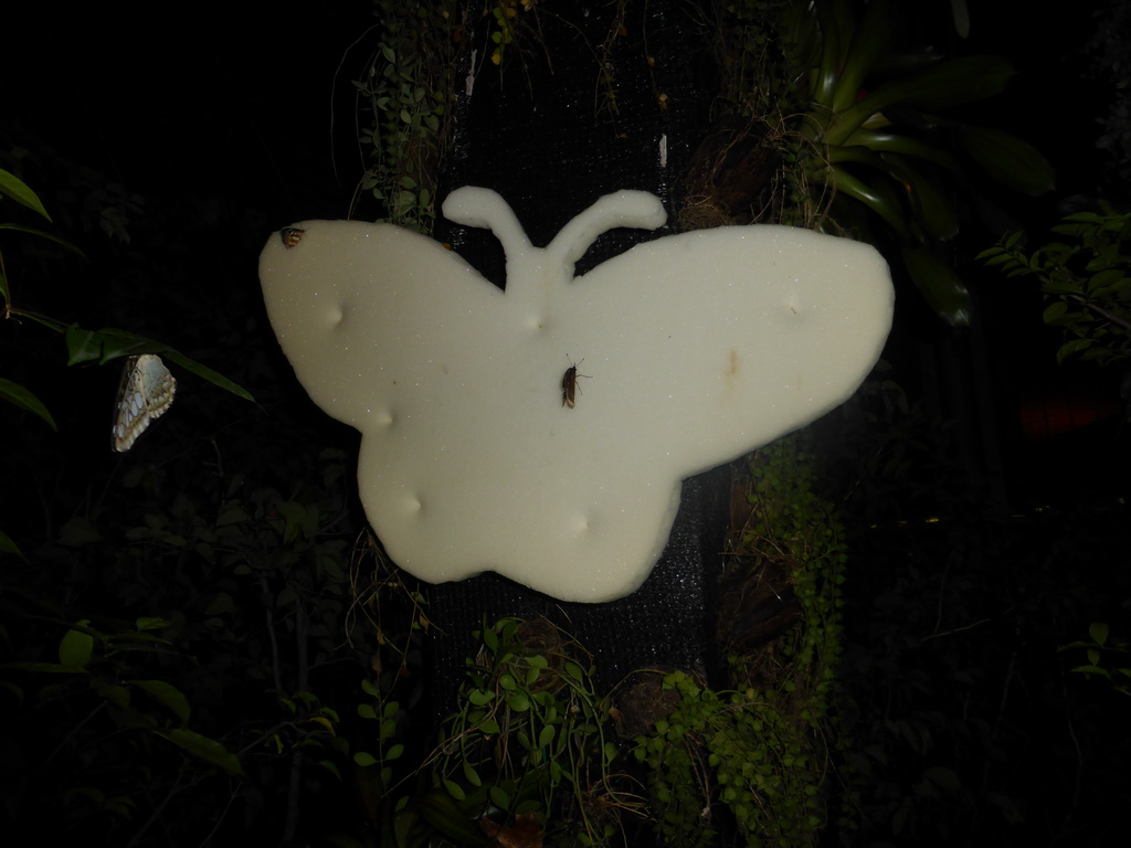 Butterflies at the Butterfly Garden at Terminal 3 of Singapore Changi Airport, by night