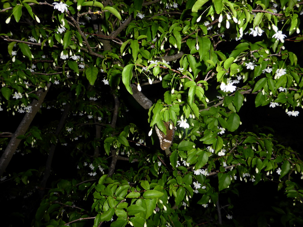 Butterfly in a tree at the Butterfly Garden at Terminal 3 of Singapore Changi Airport, by night