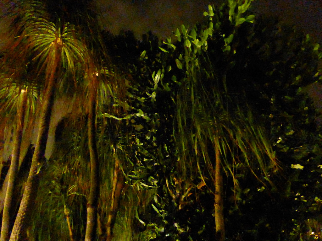 Cactus Garden at Terminal 1 at Singapore Changi Airport, by night