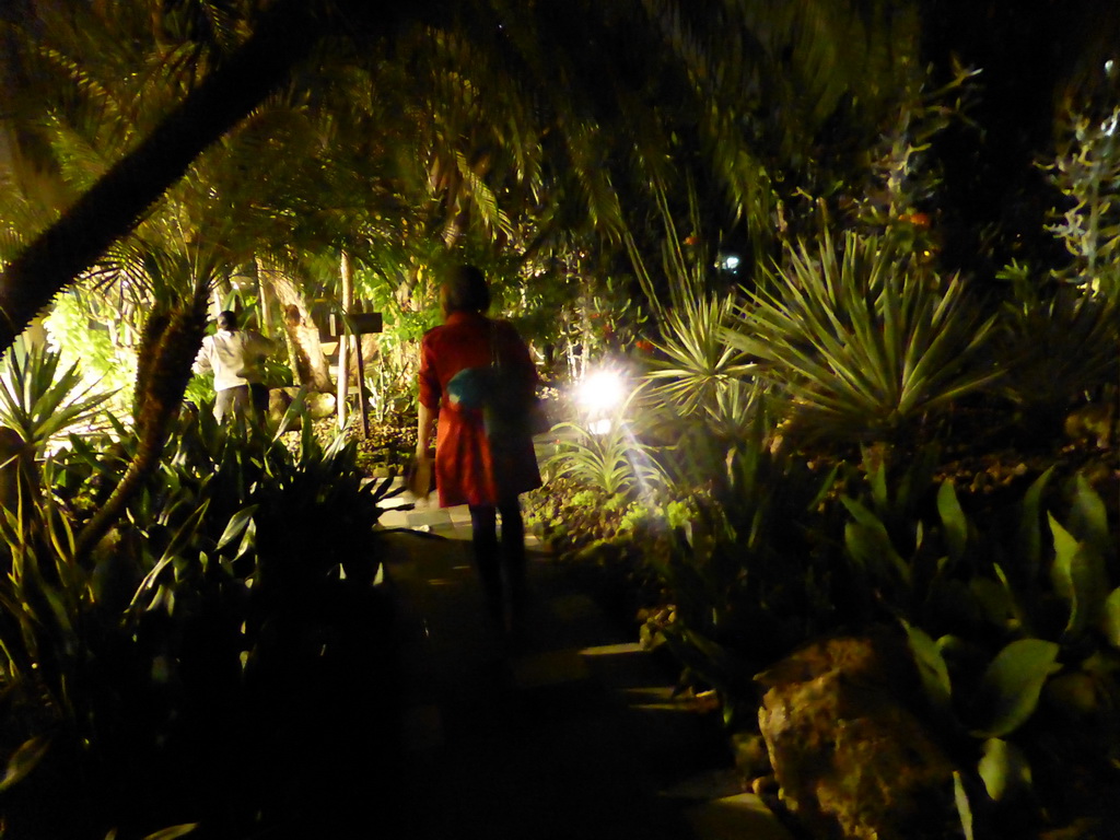 Miaomiao at the Cactus Garden at Terminal 1 at Singapore Changi Airport, by night