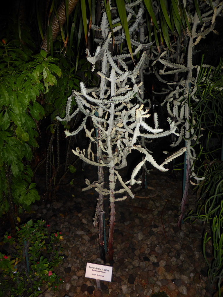 Devil`s Bone Cactus at the Cactus Garden at Terminal 1 at Singapore Changi Airport, by night