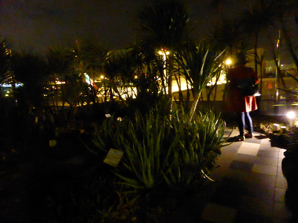 Miaomiao at the Cactus Garden at Terminal 1 at Singapore Changi Airport, by night