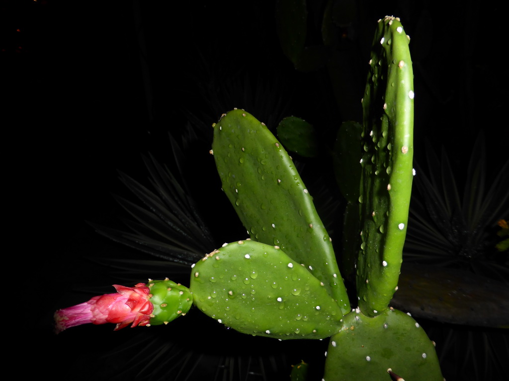 Cactus with flower at the Cactus Garden at Terminal 1 at Singapore Changi Airport, by night