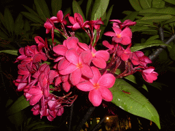 Flowers in a cactus at the Cactus Garden at Terminal 1 at Singapore Changi Airport, by night