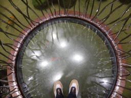 Transparent platform at the Enchanted Garden at Terminal 2 of Singapore Changi Airport